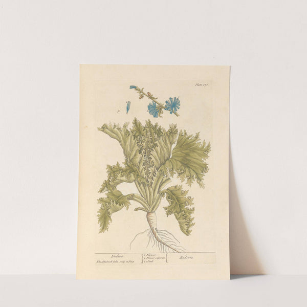 Endive by Elizabeth Blackwell