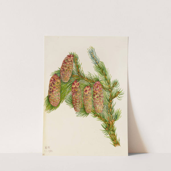 Engelmann Spruce (Picea engelmanni) (1920) by Mary Vaux Walcott