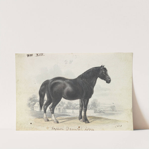 English Draught Horse (1837) by Charles Hamilton Smith