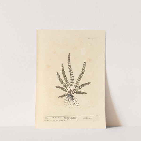 English maiden hair by Elizabeth Blackwell