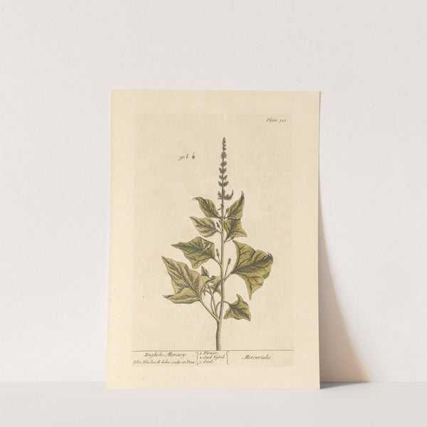 English mercury by Elizabeth Blackwell