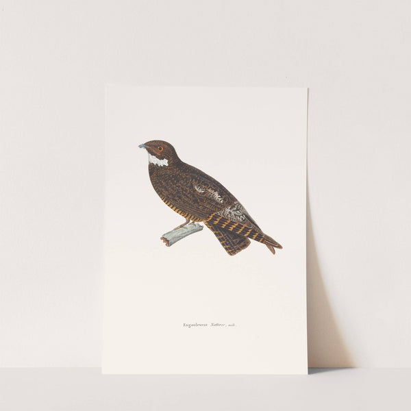 Engoulevent Natterer. by Coenraad Jacob Temminck