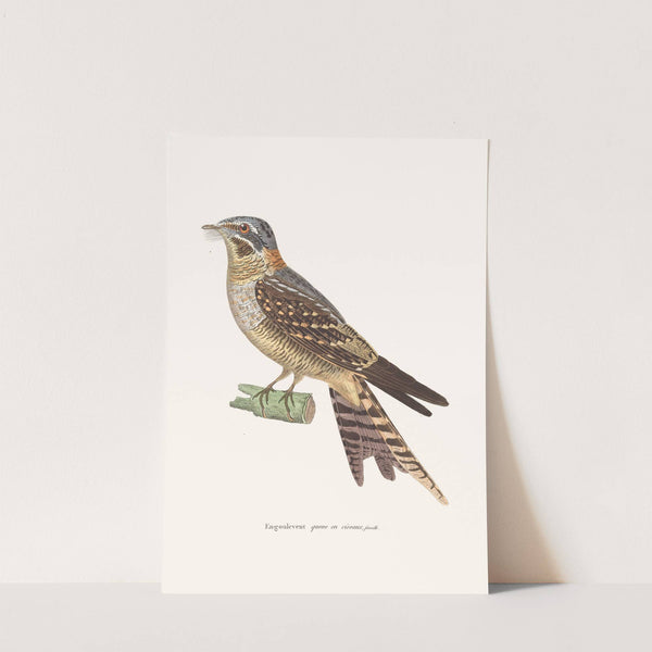 Engoulevent Queue En Ciseaux Female by Coenraad Jacob Temminck