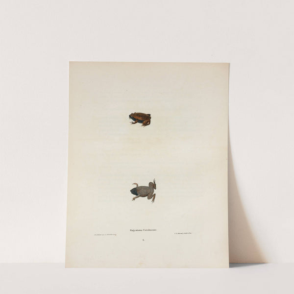 Engystoma Carolinense by John Edwards Holbrook