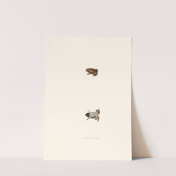 Engystoma Carolinense by John Edwards Holbrook