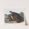 Enhydra marina, Sea Otter. Young male. (1845-1848) by John Woodhouse Audubon
