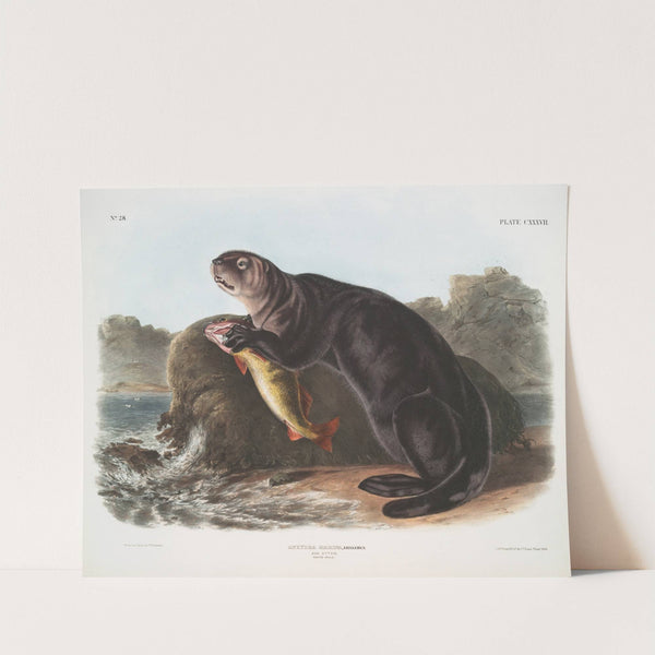 Enhydra marina, Sea Otter. Young male. (1845-1848) by John Woodhouse Audubon