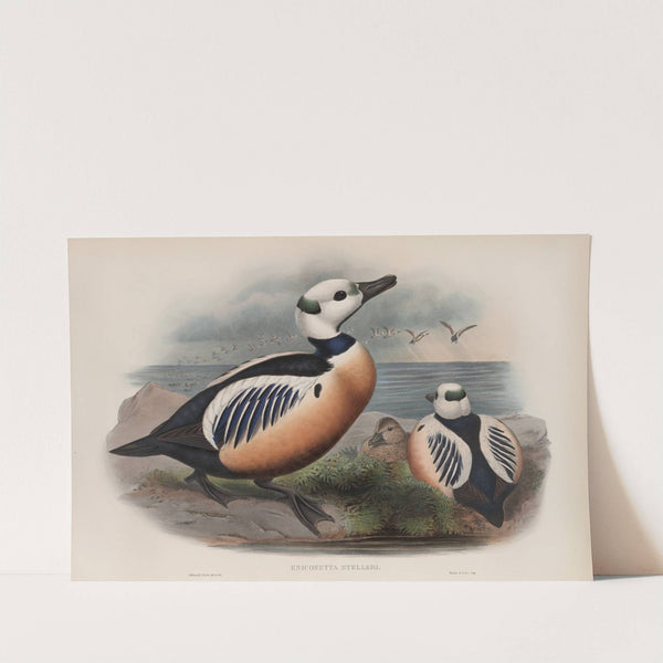 Eniconetta Stelleri. Steller’s Duck. (1862-1873) by John Gould