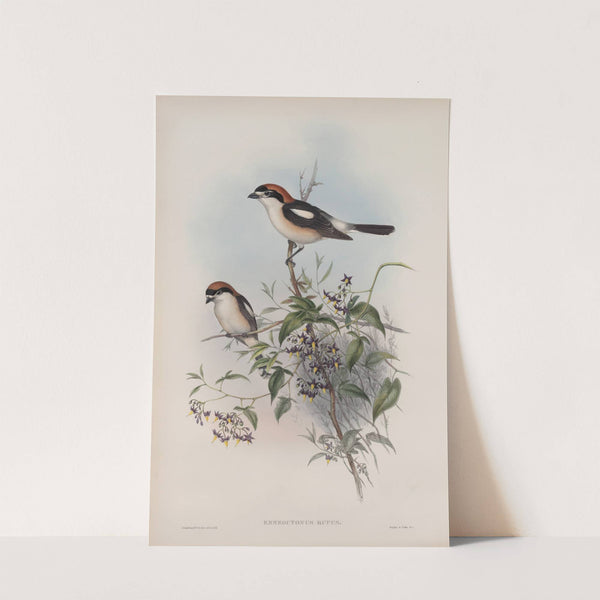 Enneoctonus rufus. Woodchat (1862-1873) by John Gould