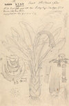 Ensete ventricosum 2