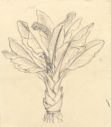 Ensete Ventricosum 3