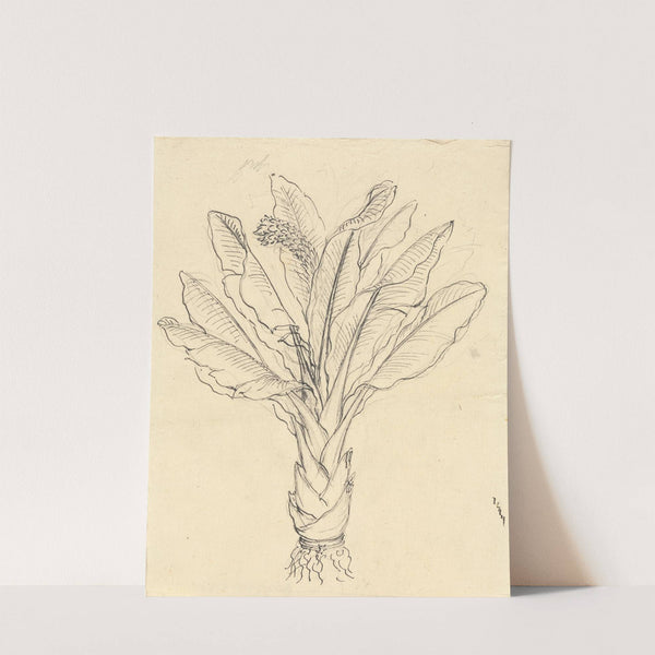 Ensete Ventricosum 3 by Luigi Balugani