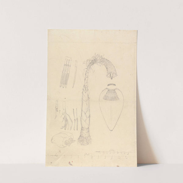 Ensete ventricosum by Luigi Balugani