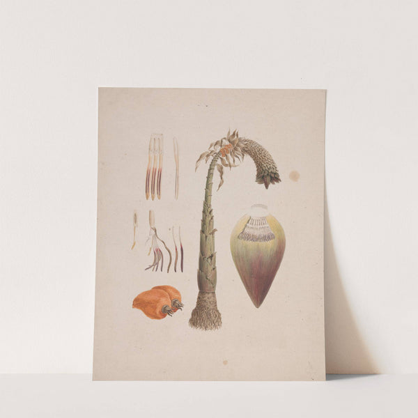 Ensete ventricosum (Welw.) Cheesman (African Wild Banana) (1765-1770) by Luigi Balugani