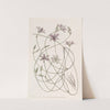 Entangled Thysanotus by Sydenham Edwards