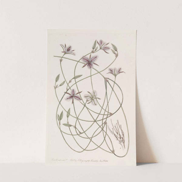 Entangled Thysanotus by Sydenham Edwards