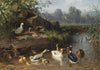 Enten am Bach