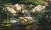 Enten auf dem Waldweiher