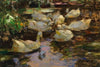 Enten im Wasser, ohne Sonne