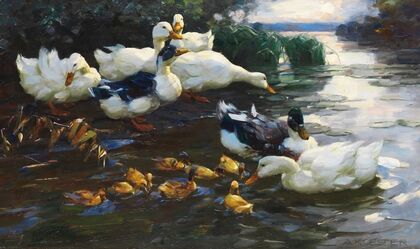 Enten mit Küken im Wasser