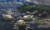 Enten, Reichenau