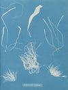 Enteromorpha compressa