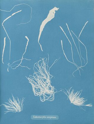 Enteromorpha compressa