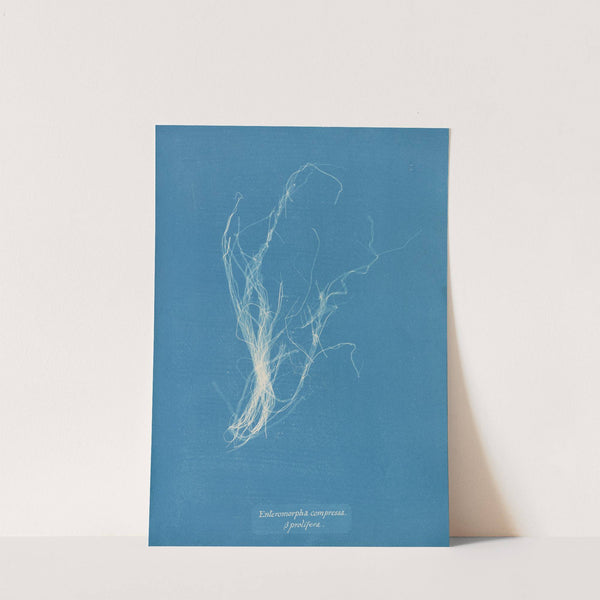 Enteromorpha compressa β prolifera (1843-1853) by Anna Atkins