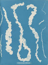 Enteromorpha intestinalis.