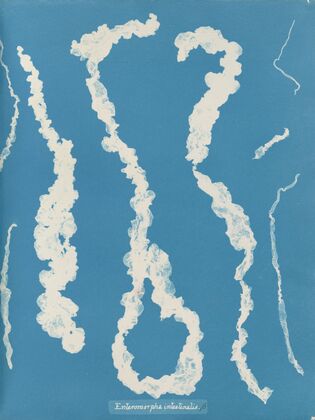Enteromorpha intestinalis.