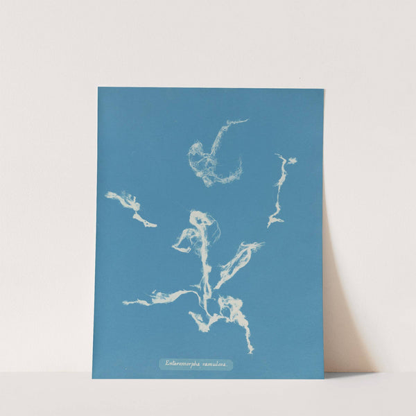 Enteromorpha ramulosa by Anna Atkins