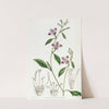 Entire-petalled Clarkia by Sydenham Edwards