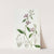 Entire-petalled Clarkia by Sydenham Edwards