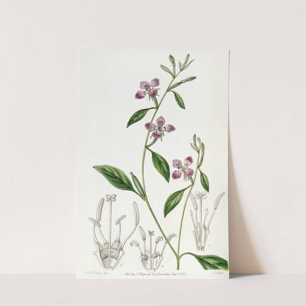 Entire-petalled Clarkia by Sydenham Edwards