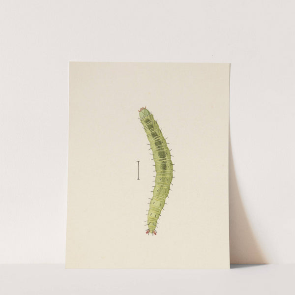 Entomology watercolour Pl.002 by George Hudson