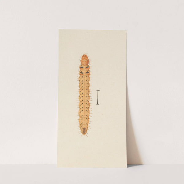 Entomology watercolour Pl.005 by George Hudson