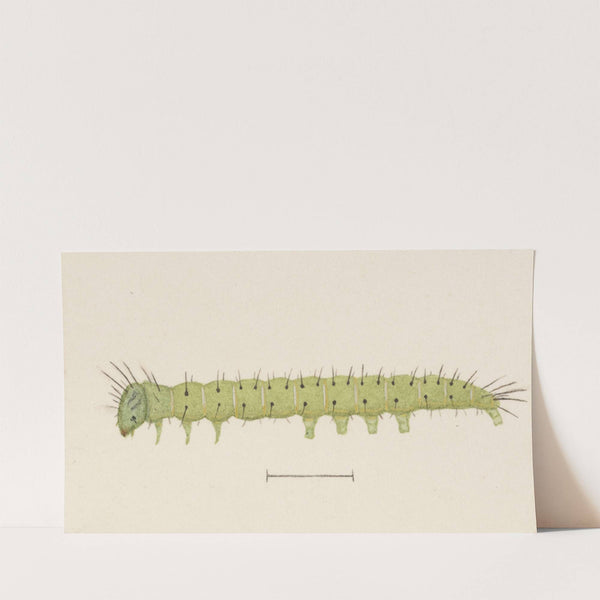 Entomology watercolour Pl.006 by George Hudson