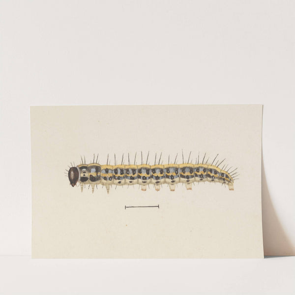 Entomology watercolour Pl.009 by George Hudson