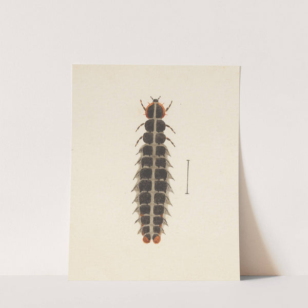 Entomology watercolour Pl.010 by George Hudson