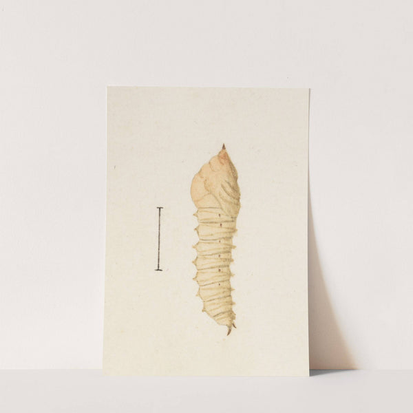 Entomology watercolour Pl.011 by George Hudson