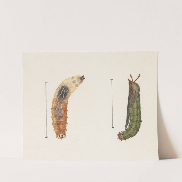 Entomology watercolour Pl.012 by George Hudson