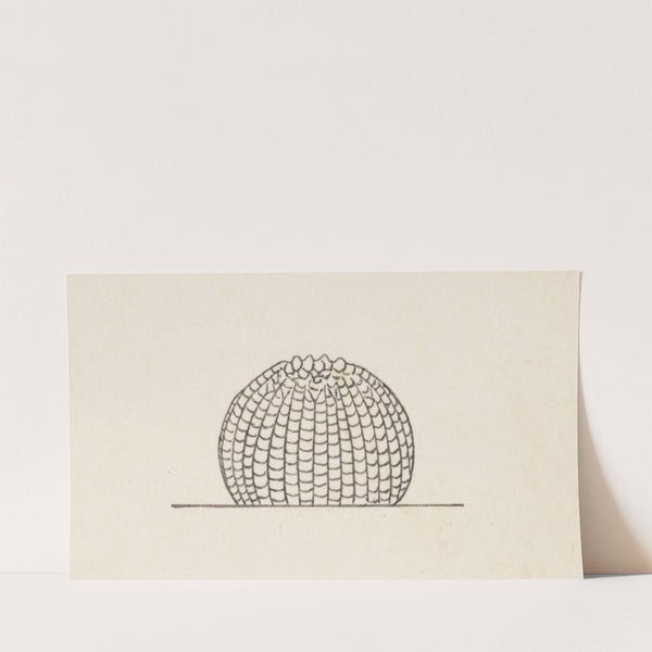 Entomology watercolour Pl.013 by George Hudson