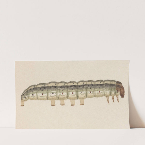 Entomology watercolour Pl.014 by George Hudson