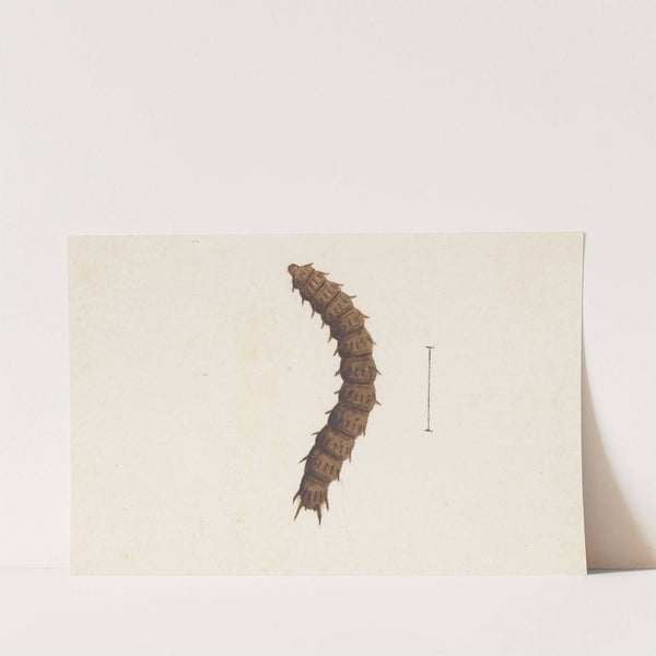 Entomology watercolour Pl.016 by George Hudson