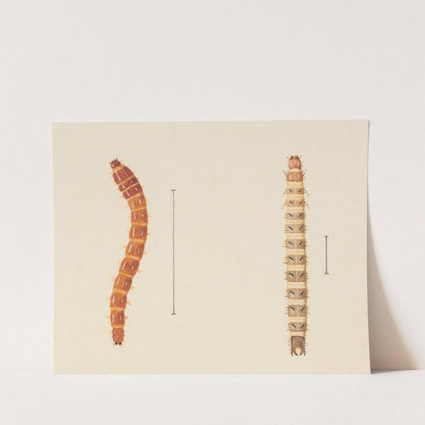 Entomology watercolour Pl.018 by George Hudson