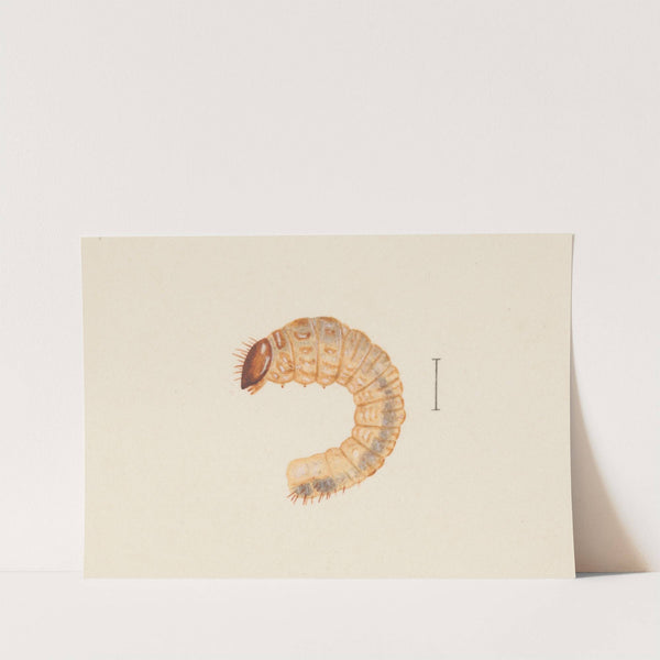 Entomology watercolour Pl.019 by George Hudson