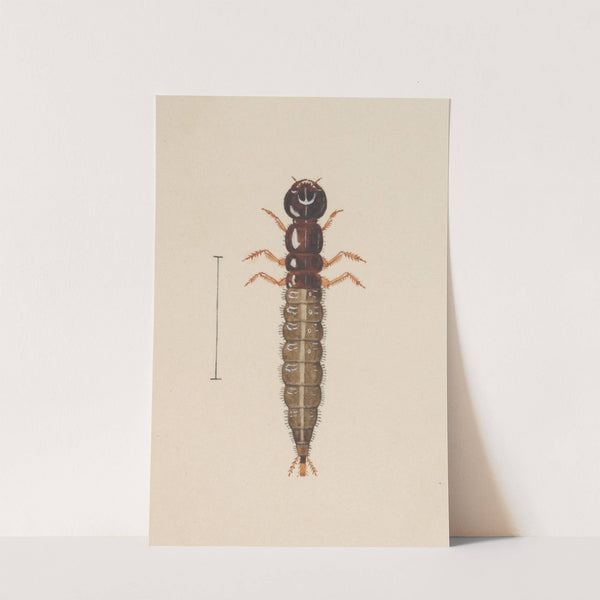 Entomology watercolour Pl.021 by George Hudson