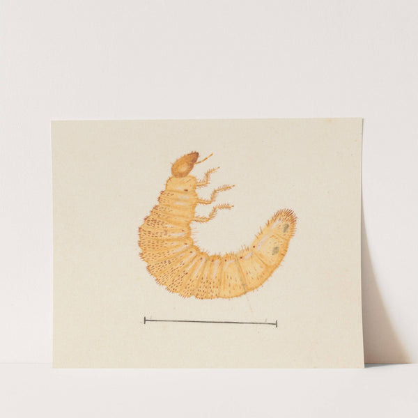 Entomology watercolour Pl.022 by George Hudson