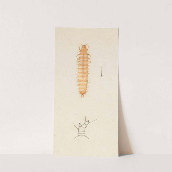 Entomology watercolour Pl.024 by George Hudson