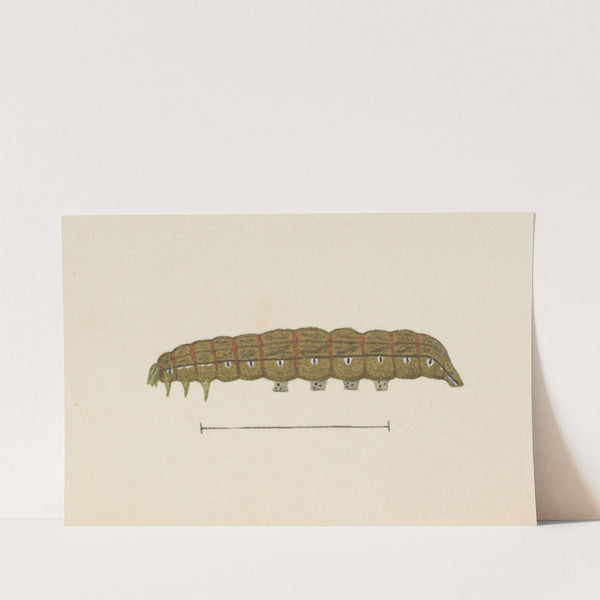 Entomology watercolour Pl.028 by George Hudson